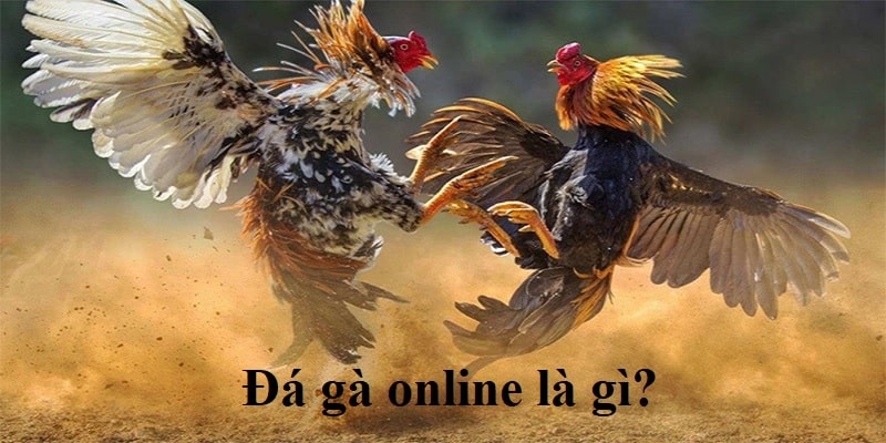 Tìm hiểu thêm thông tin giới thiệu về đá gà online